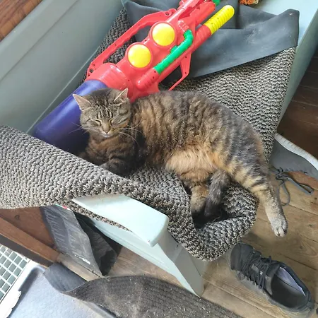 Sammalinen Çiftlik konaklama