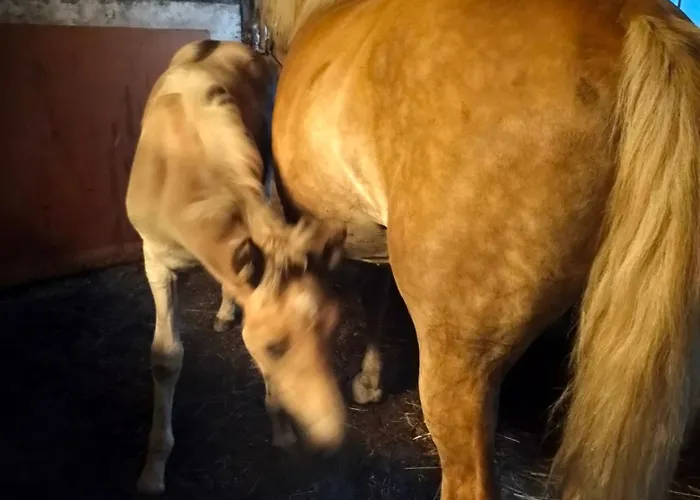 Séjour à la ferme Sammalinen Jyväskylä