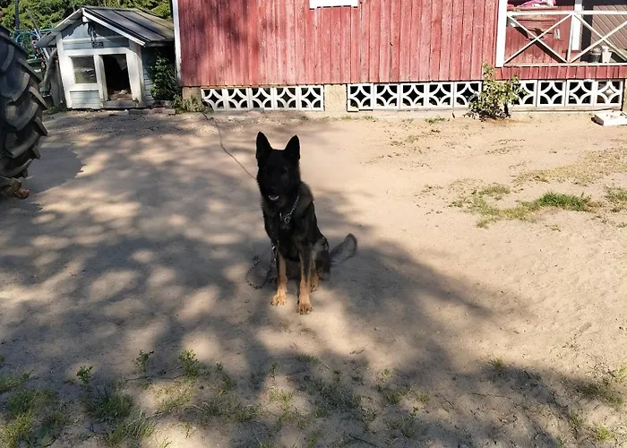 Sammalinen Jyväskylä